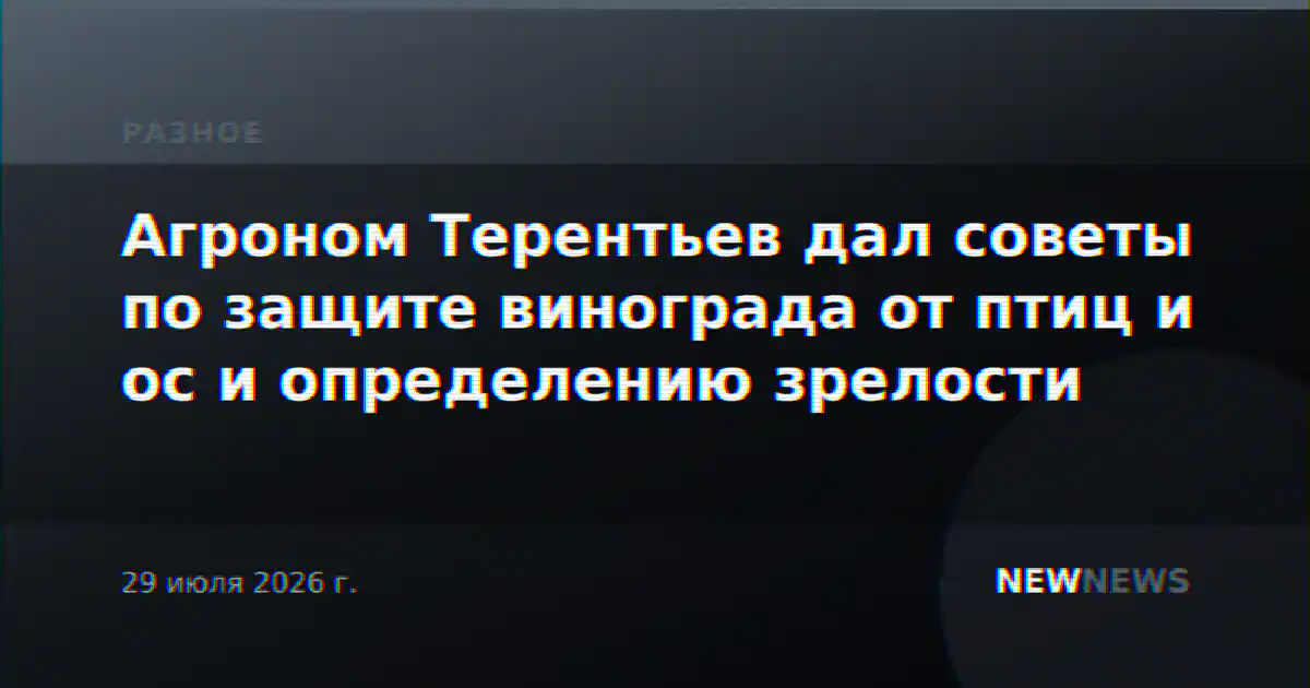 Агроном Терентьев дал советы по защите винограда от птиц и ос и определению зрелости