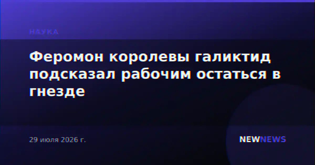 Феромон королевы галиктид подсказал рабочим остаться в гнезде