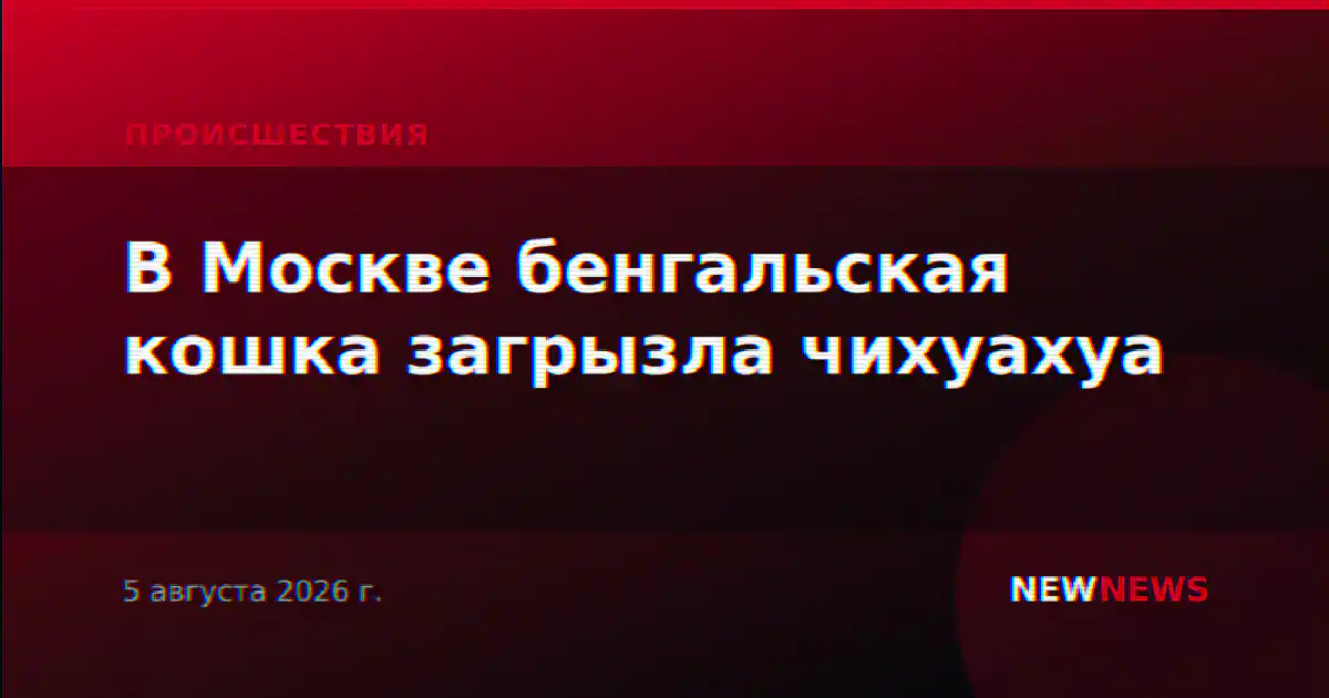 В Москве бенгальская кошка загрызла чихуахуа