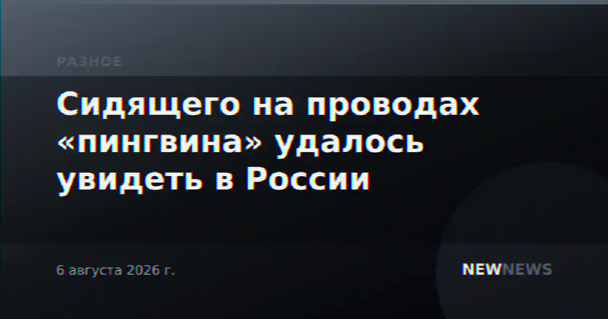 Сидящего на проводах «пингвина» удалось увидеть в России