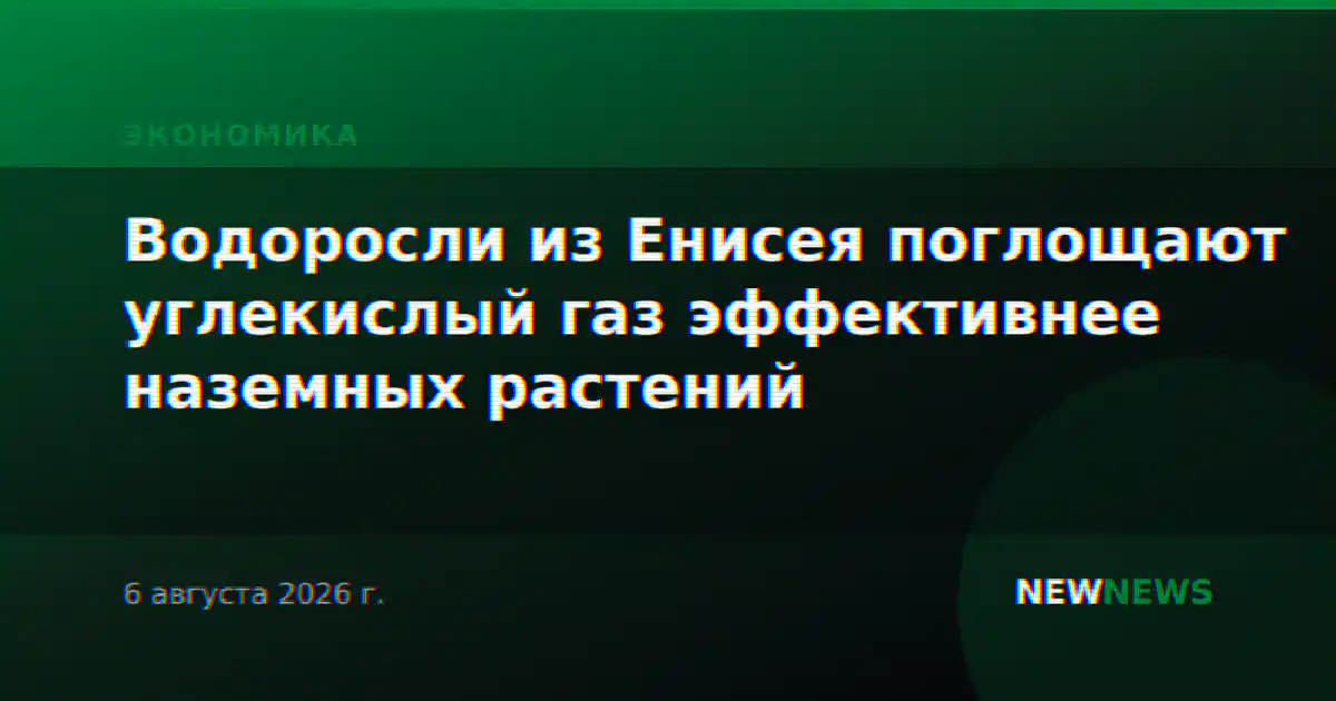 Водоросли из Енисея поглощают углекислый газ эффективнее наземных растений