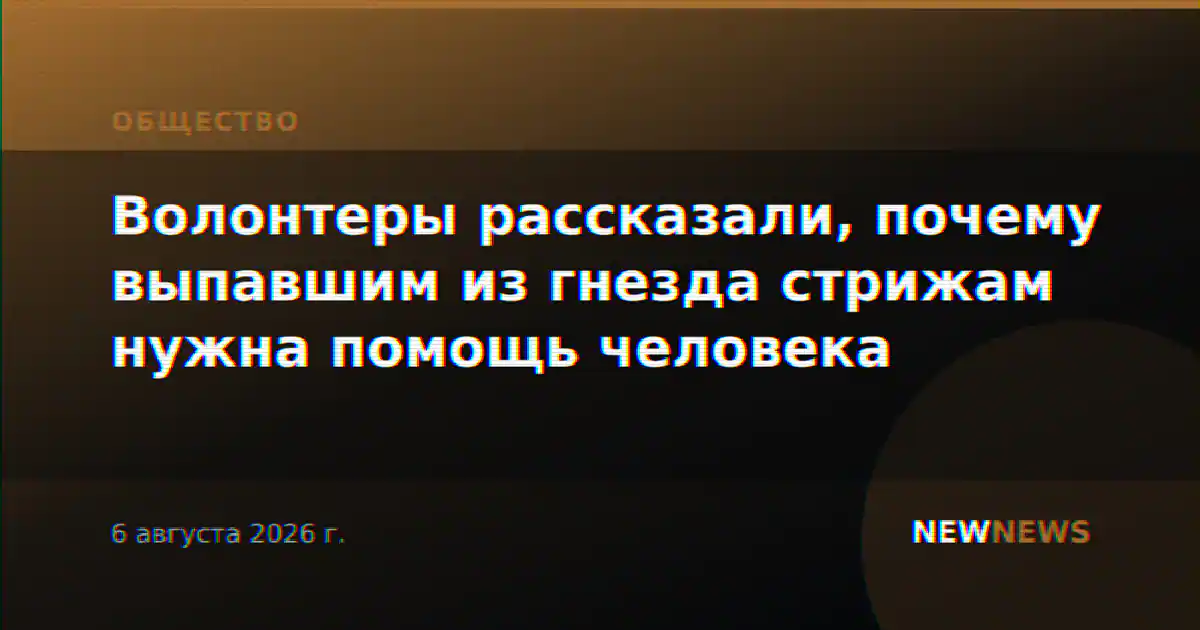 Волонтеры рассказали, почему выпавшим из гнезда стрижам нужна помощь человека