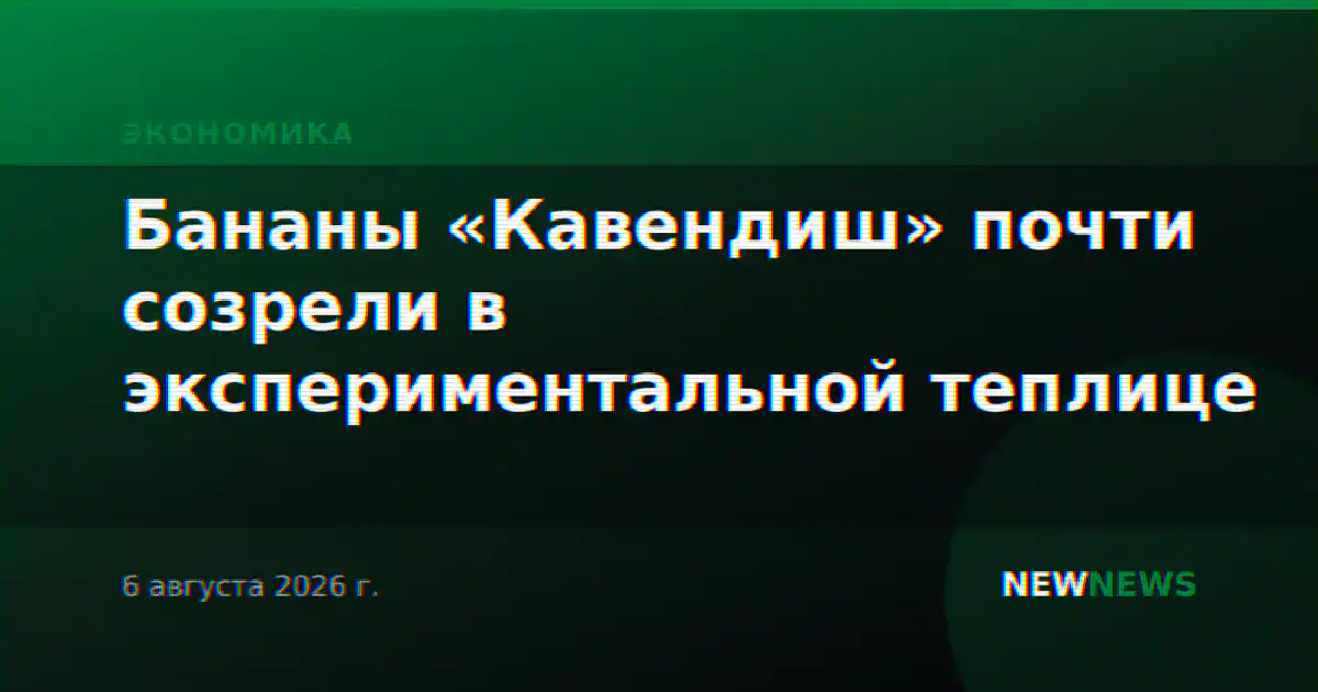 Бананы «Кавендиш» почти созрели в экспериментальной теплице