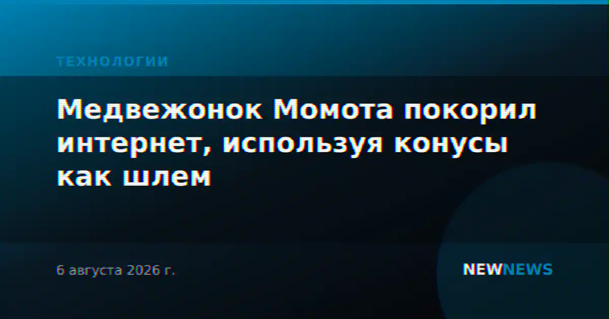 Медвежонок Момота покорил интернет, используя конусы как шлем