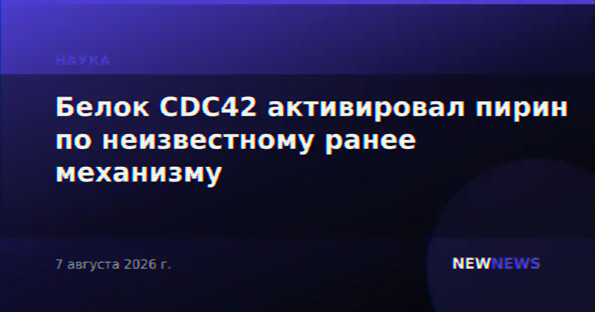 Белок CDC42 активировал пирин по неизвестному ранее механизму