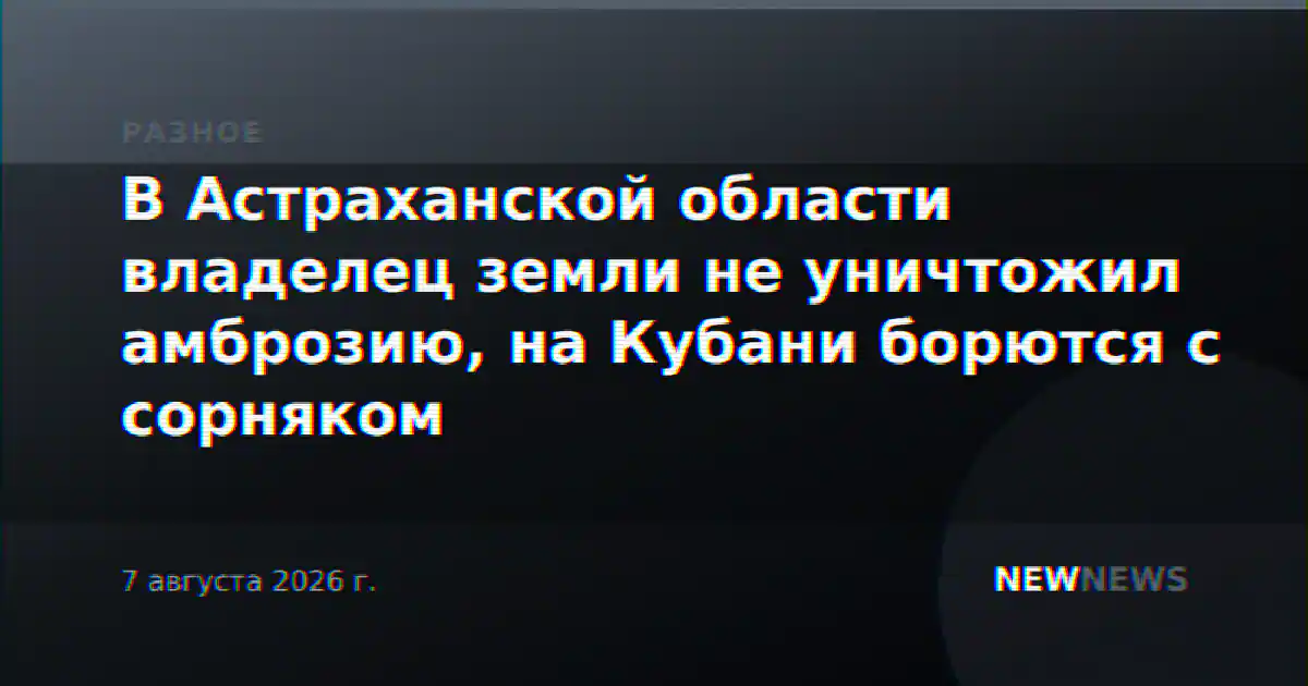 В Астраханской области владелец земли не уничтожил амброзию, на Кубани борются с сорняком