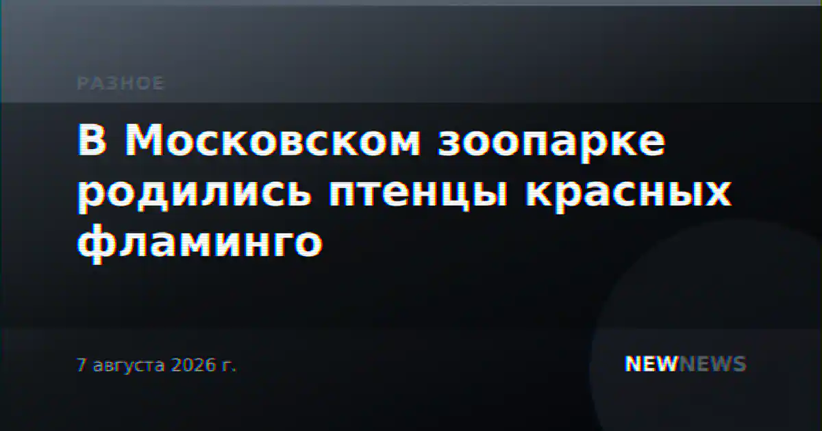 В Московском зоопарке родились птенцы красных фламинго