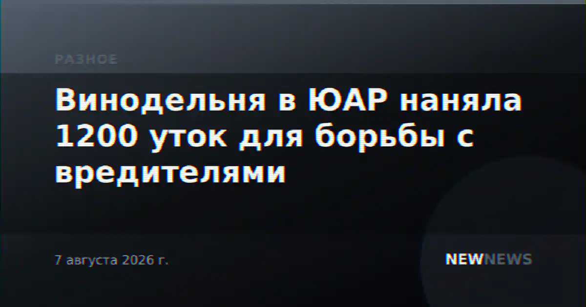 Винодельня в ЮАР наняла 1200 уток для борьбы с вредителями