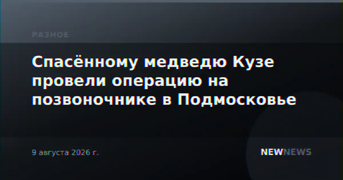 Спасённому медведю Кузе провели операцию на позвоночнике в Подмосковье