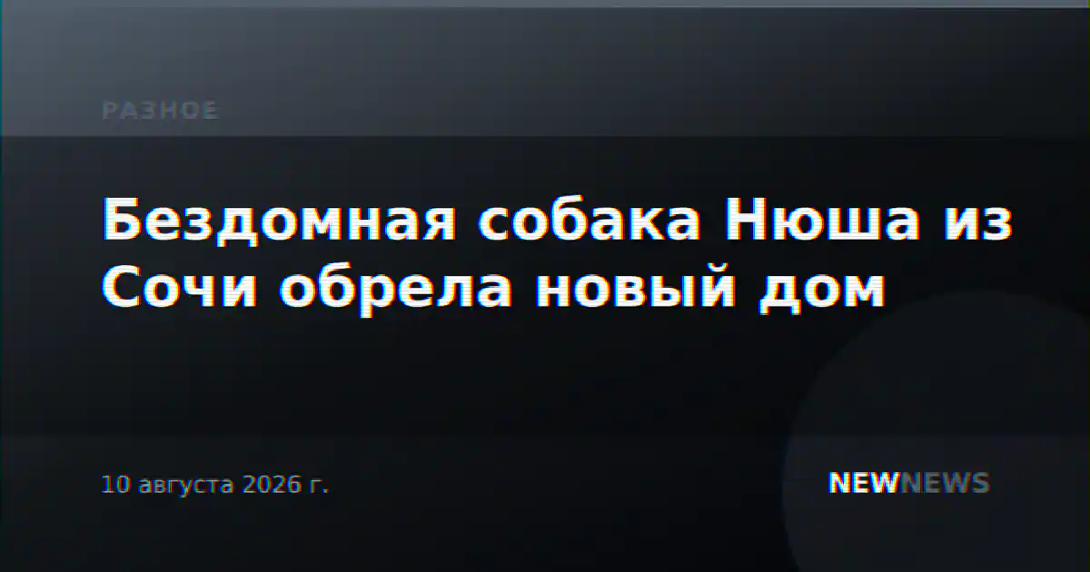 Бездомная собака Нюша из Сочи обрела новый дом
