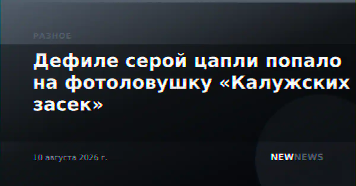 Дефиле серой цапли попало на фотоловушку «Калужских засек»