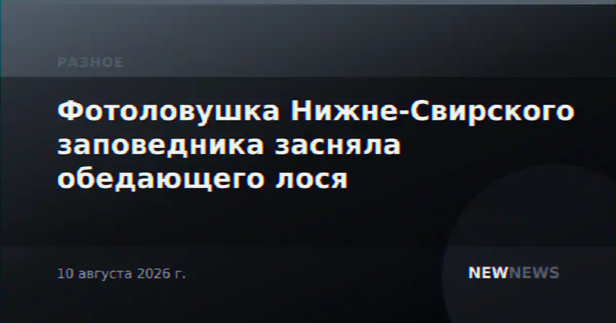 Фотоловушка Нижне-Свирского заповедника засняла обедающего лося