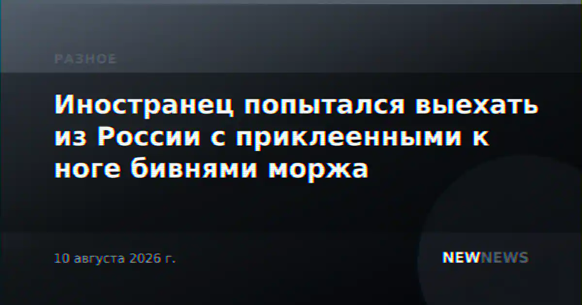 Иностранец попытался выехать из России с приклеенными к ноге бивнями моржа