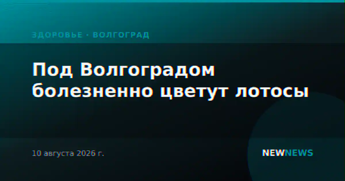 Под Волгоградом болезненно цветут лотосы
