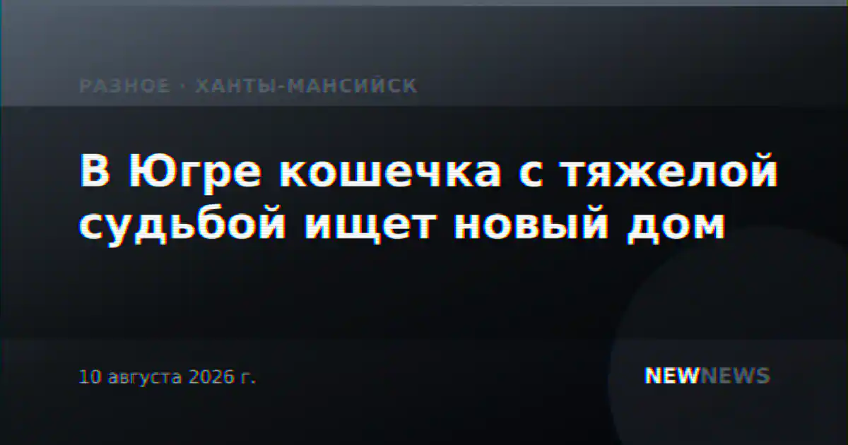 В Югре кошечка с тяжелой судьбой ищет новый дом