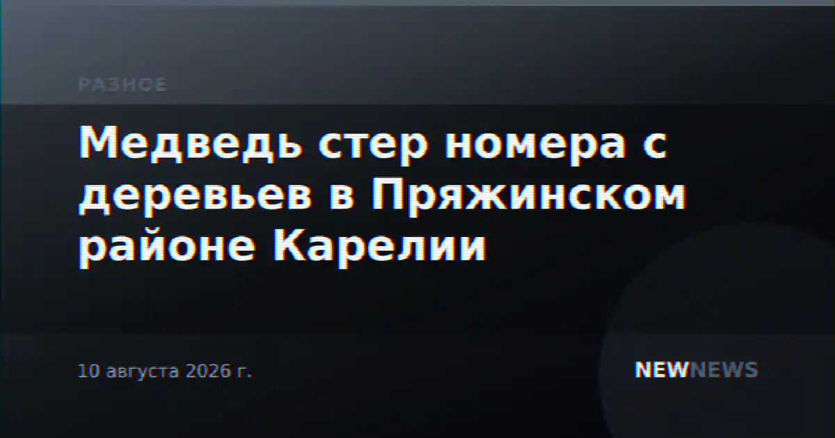 Медведь стер номера с деревьев в Пряжинском районе Карелии