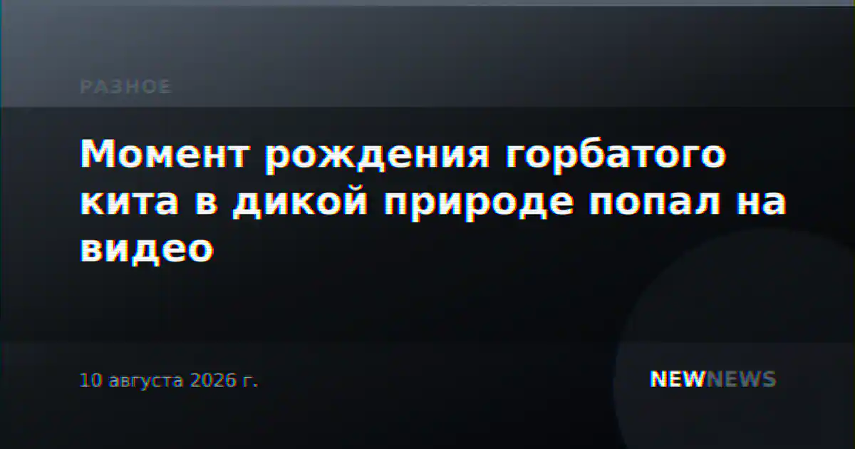 Момент рождения горбатого кита в дикой природе попал на видео