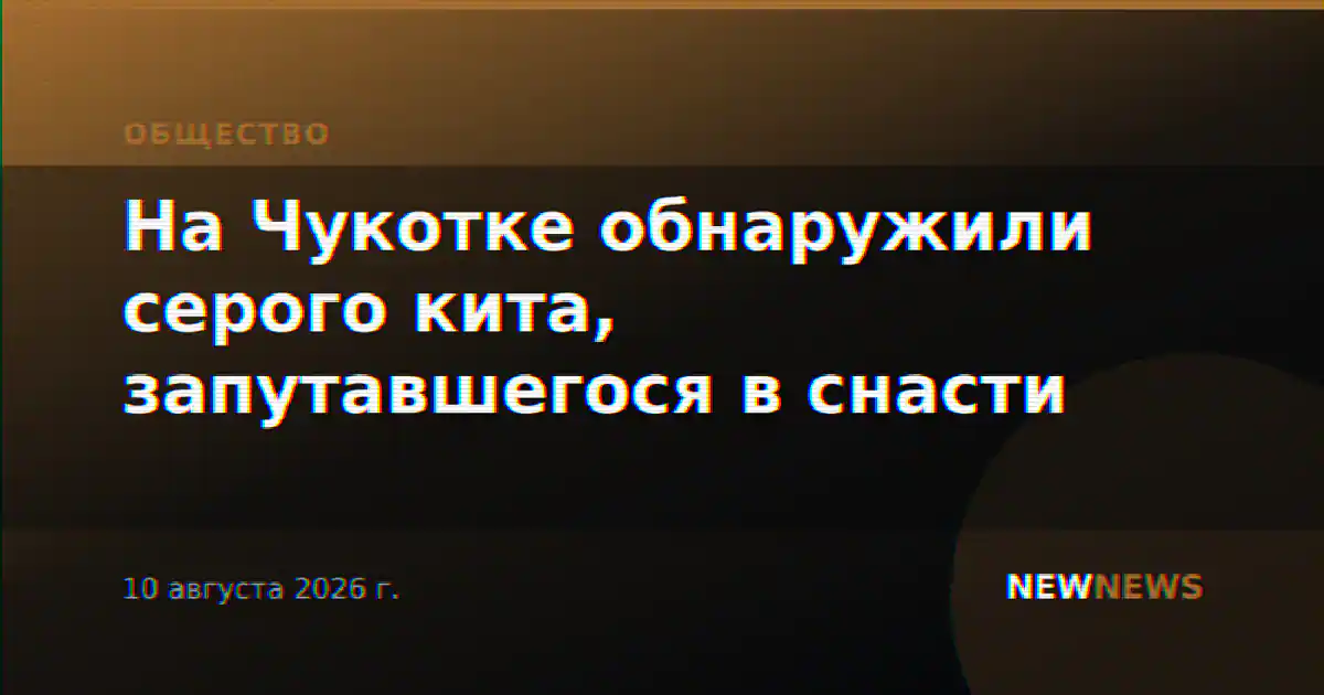На Чукотке обнаружили серого кита, запутавшегося в снасти