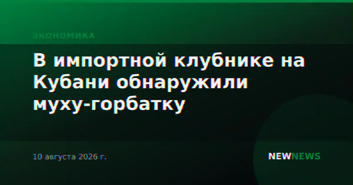 В импортной клубнике на Кубани обнаружили муху-горбатку