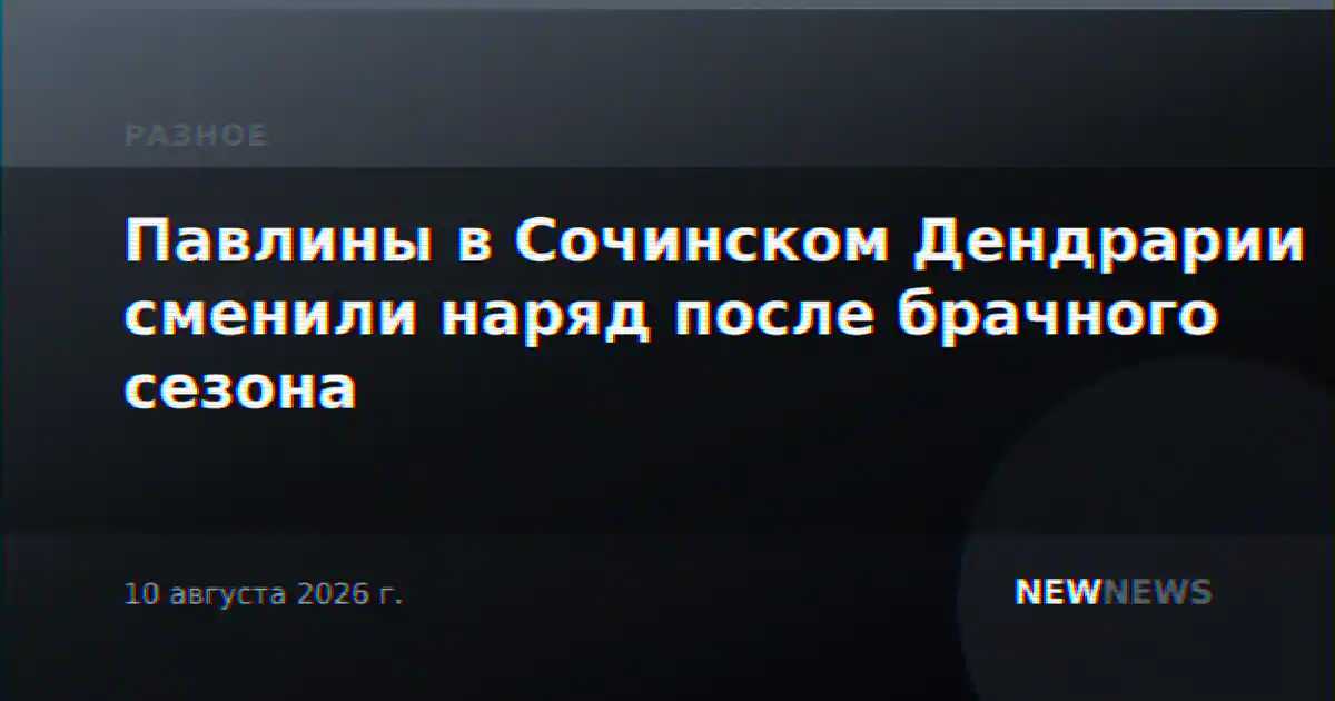Павлины в Сочинском Дендрарии сменили наряд после брачного сезона