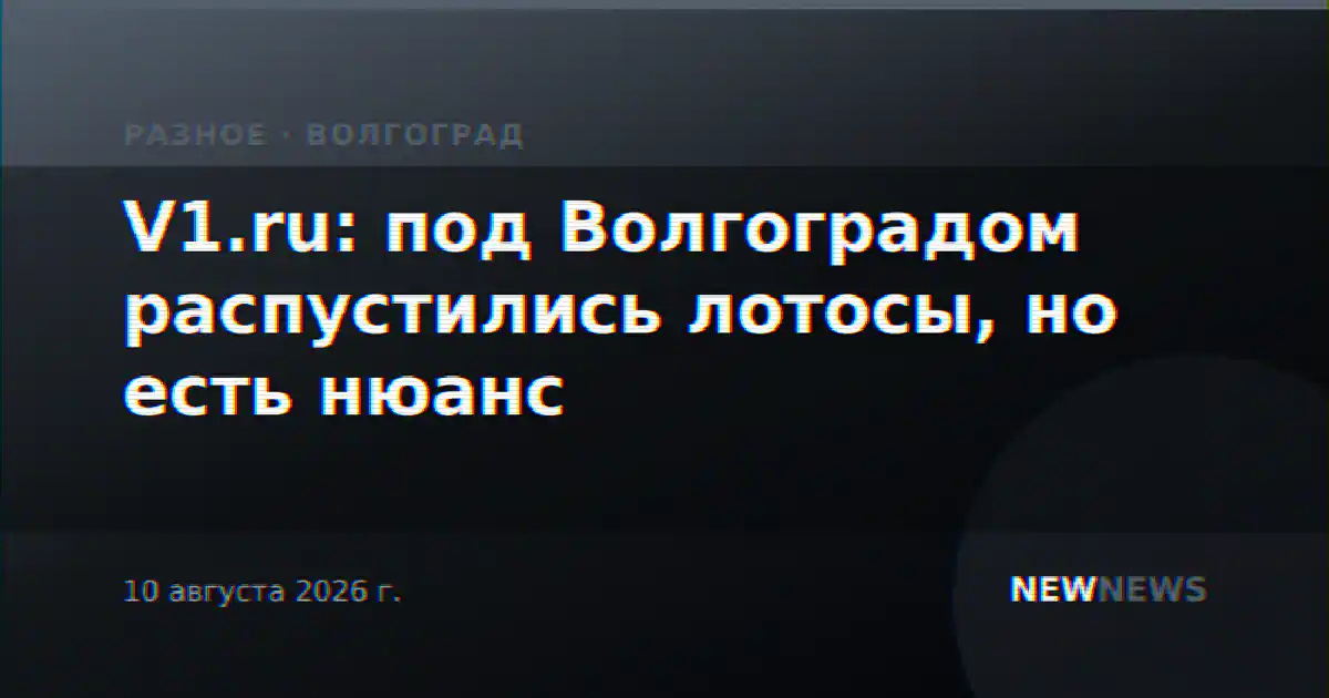 V1.ru: под Волгоградом распустились лотосы, но есть нюанс