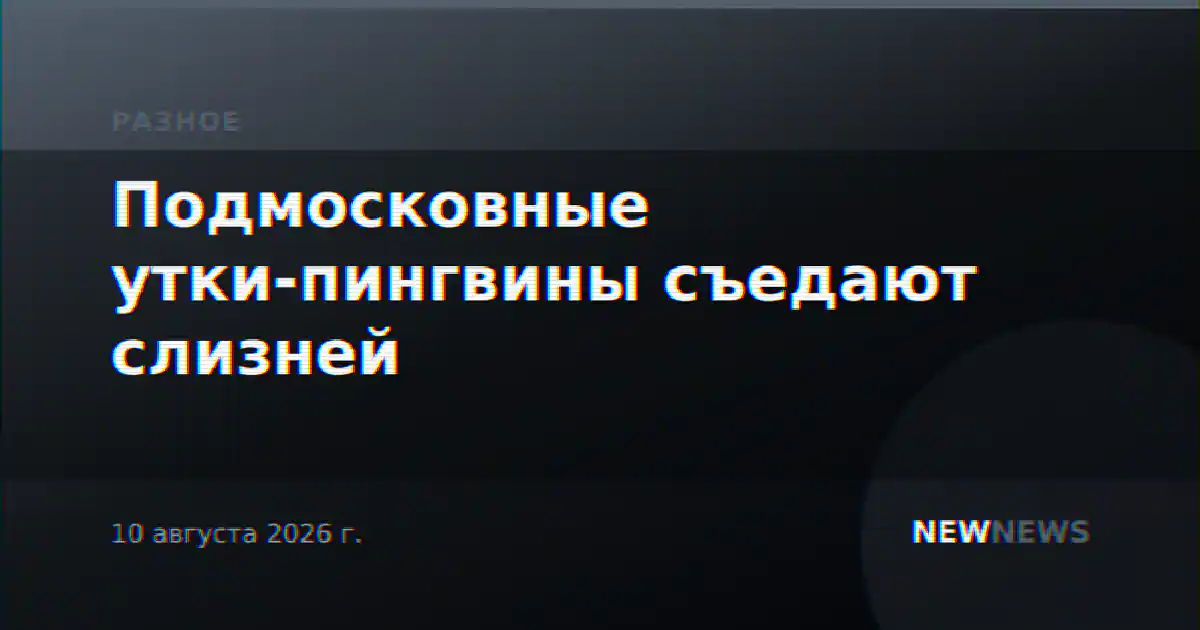 Подмосковные утки-пингвины съедают слизней