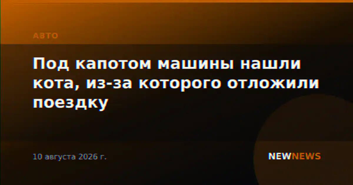 Под капотом машины нашли кота, из-за которого отложили поездку