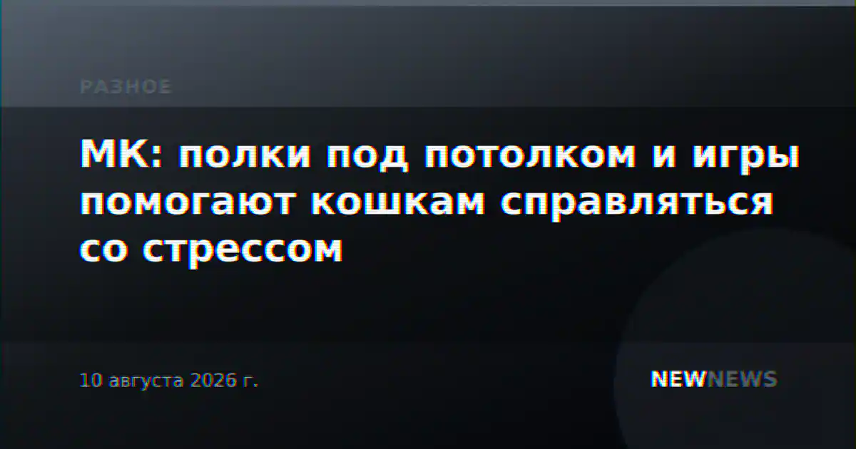 МК: полки под потолком и игры помогают кошкам справляться со стрессом