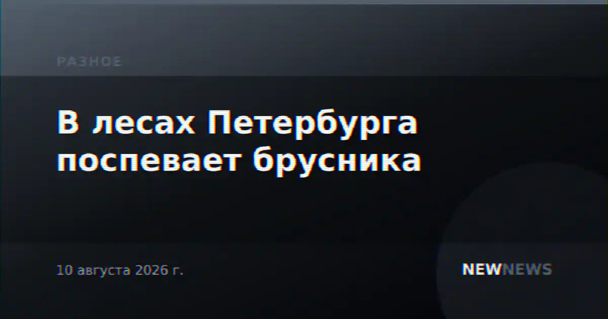 В лесах Петербурга поспевает брусника