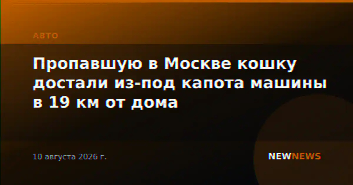 Пропавшую в Москве кошку достали из-под капота машины в 19 км от дома