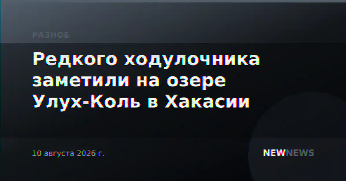 Редкого ходулочника заметили на озере Улух-Коль в Хакасии