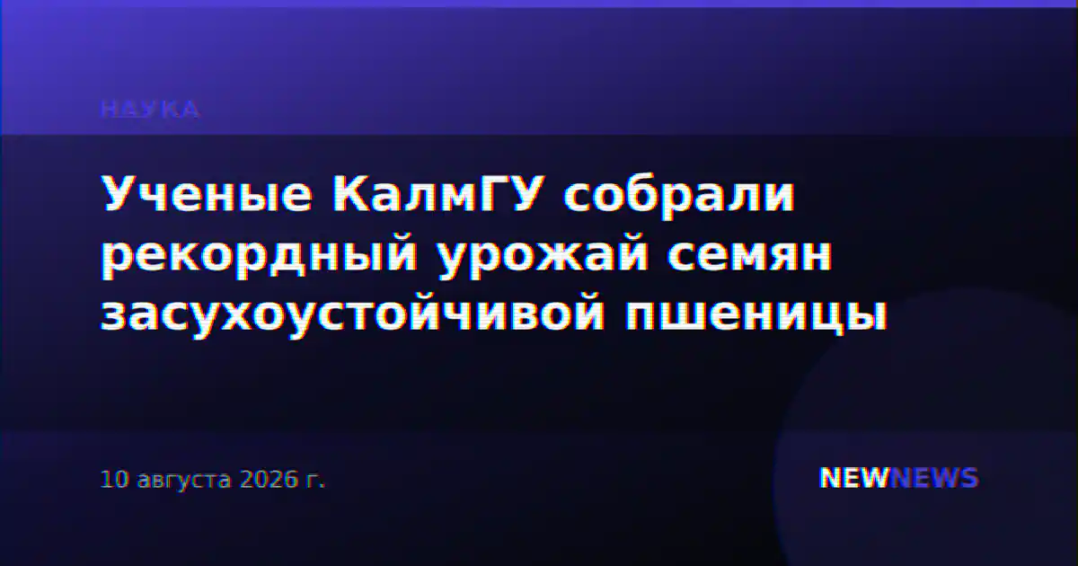 Ученые КалмГУ собрали рекордный урожай семян засухоустойчивой пшеницы