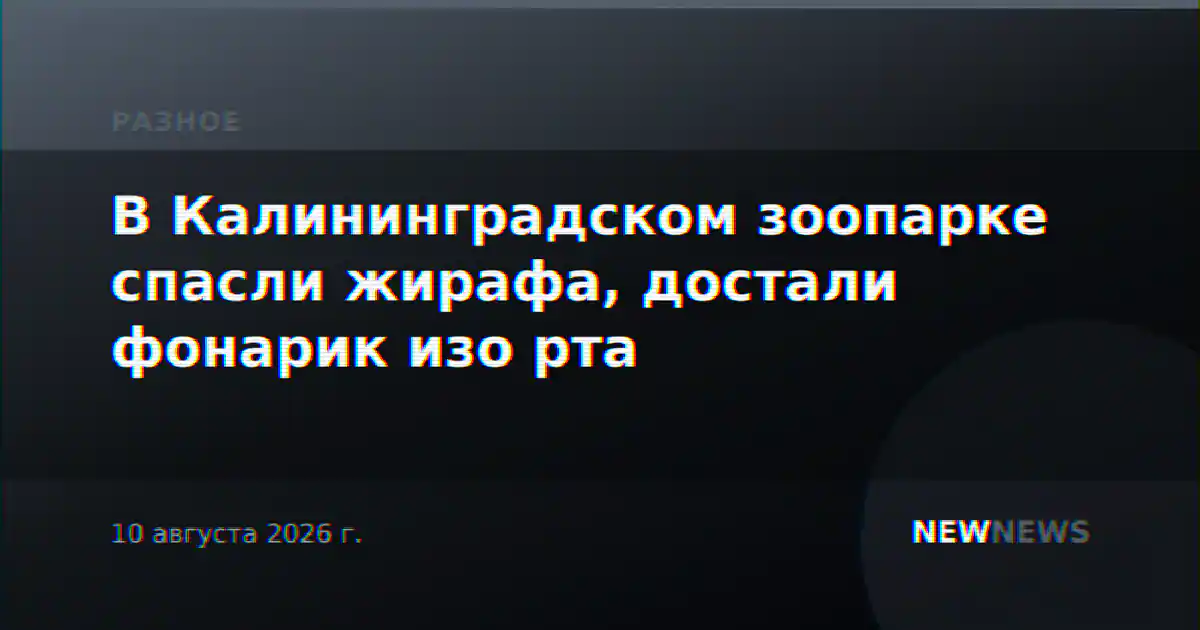 В Калининградском зоопарке спасли жирафа, достали фонарик изо рта