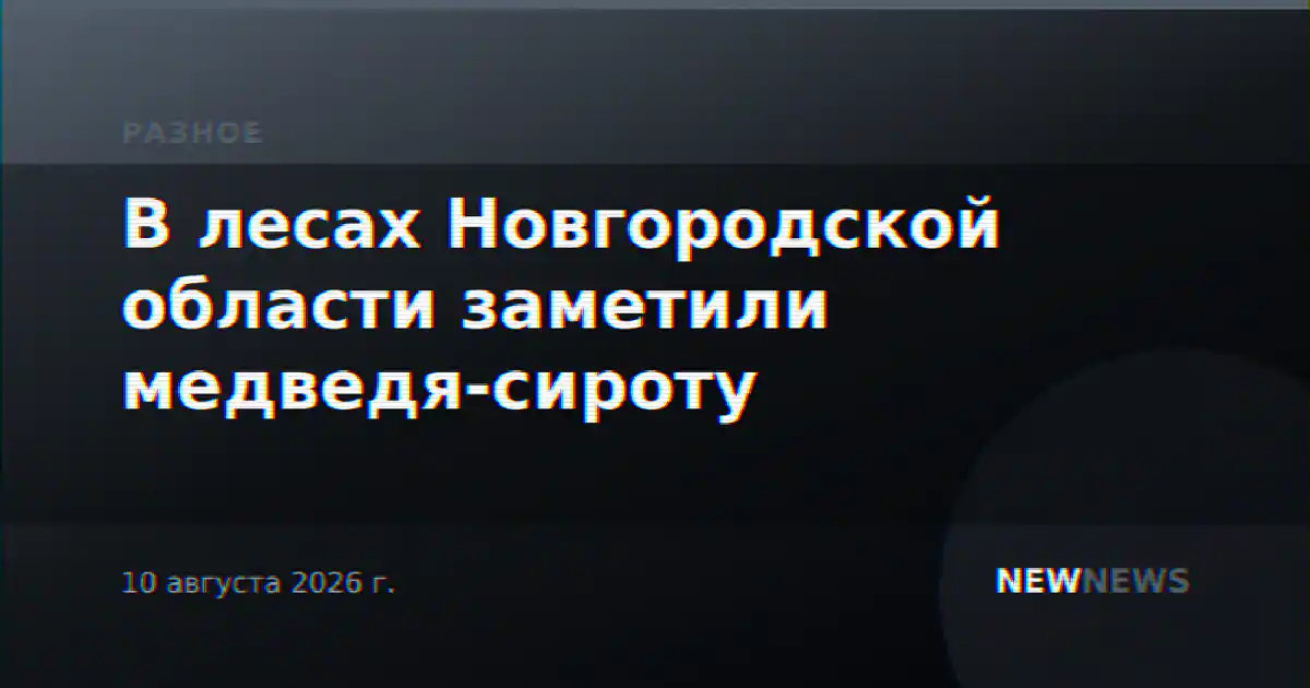 В лесах Новгородской области заметили медведя-сироту