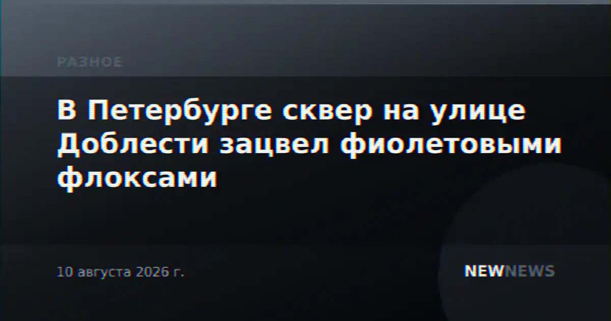 В Петербурге сквер на улице Доблести зацвел фиолетовыми флоксами