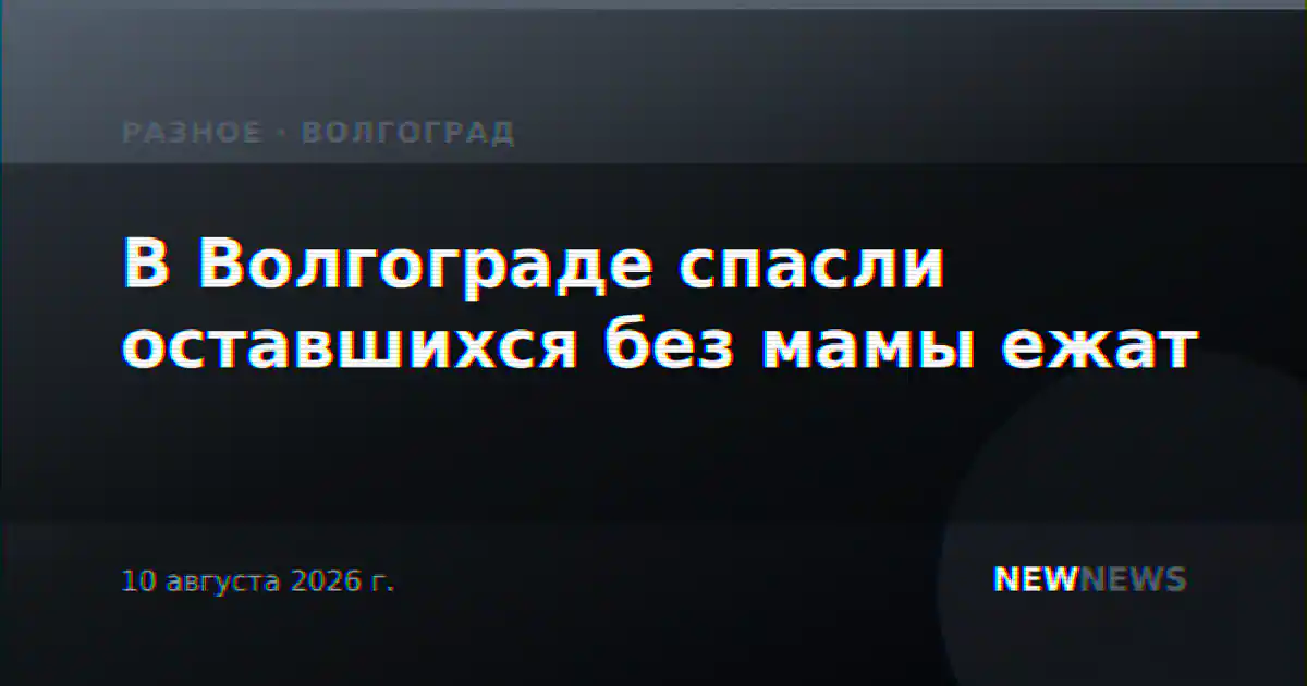 В Волгограде спасли оставшихся без мамы ежат