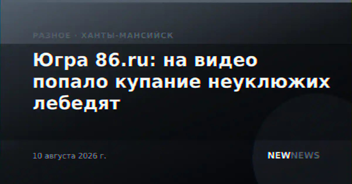 Югра 86.ru: на видео попало купание неуклюжих лебедят