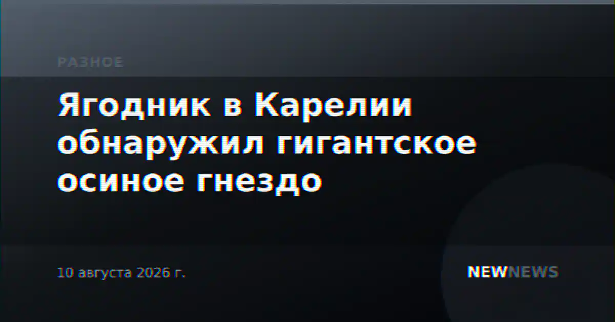 Ягодник в Карелии обнаружил гигантское осиное гнездо