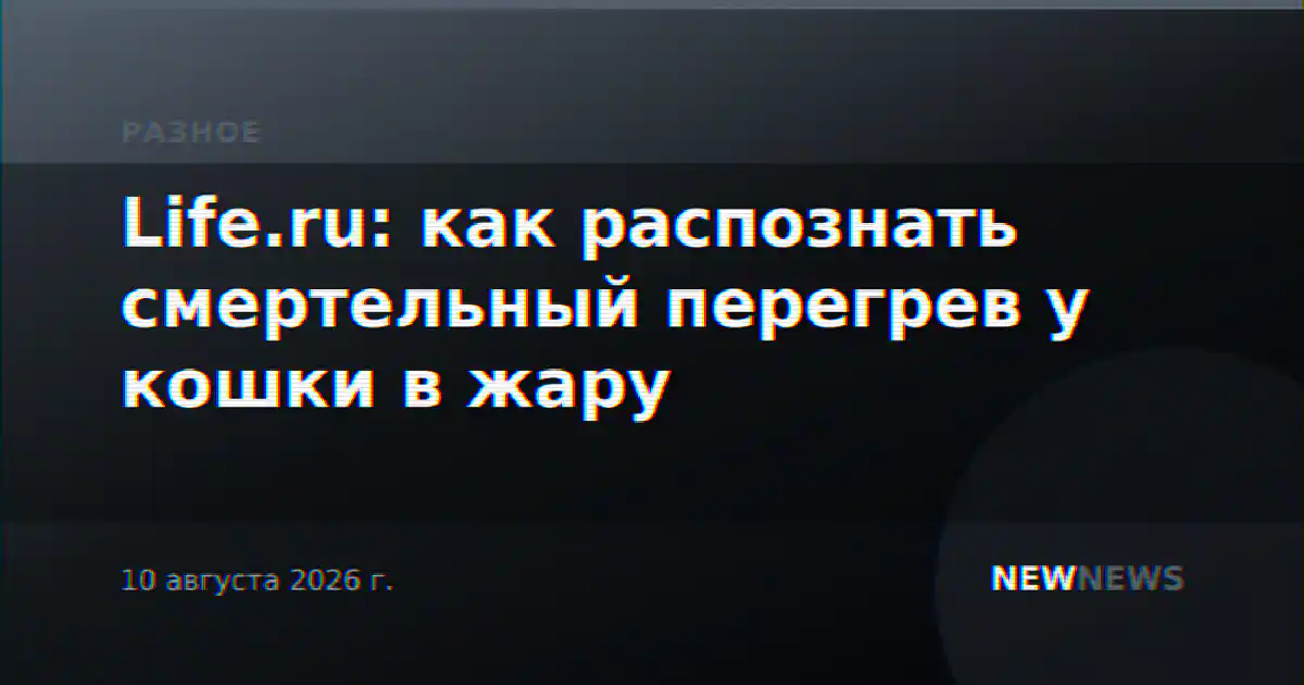 Life.ru: как распознать смертельный перегрев у кошки в жару