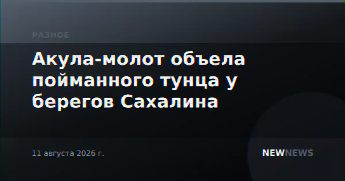 Акула-молот объела пойманного тунца у берегов Сахалина