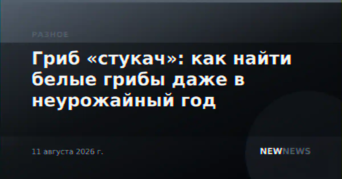 Гриб «стукач»: как найти белые грибы даже в неурожайный год