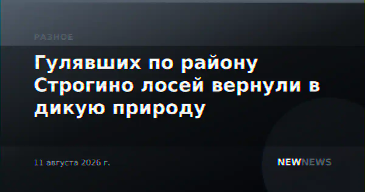Гулявших по району Строгино лосей вернули в дикую природу