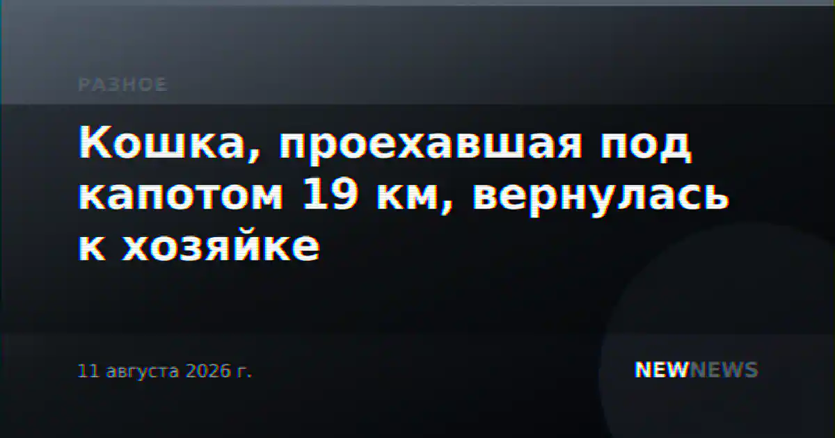 Кошка, проехавшая под капотом 19 км, вернулась к хозяйке