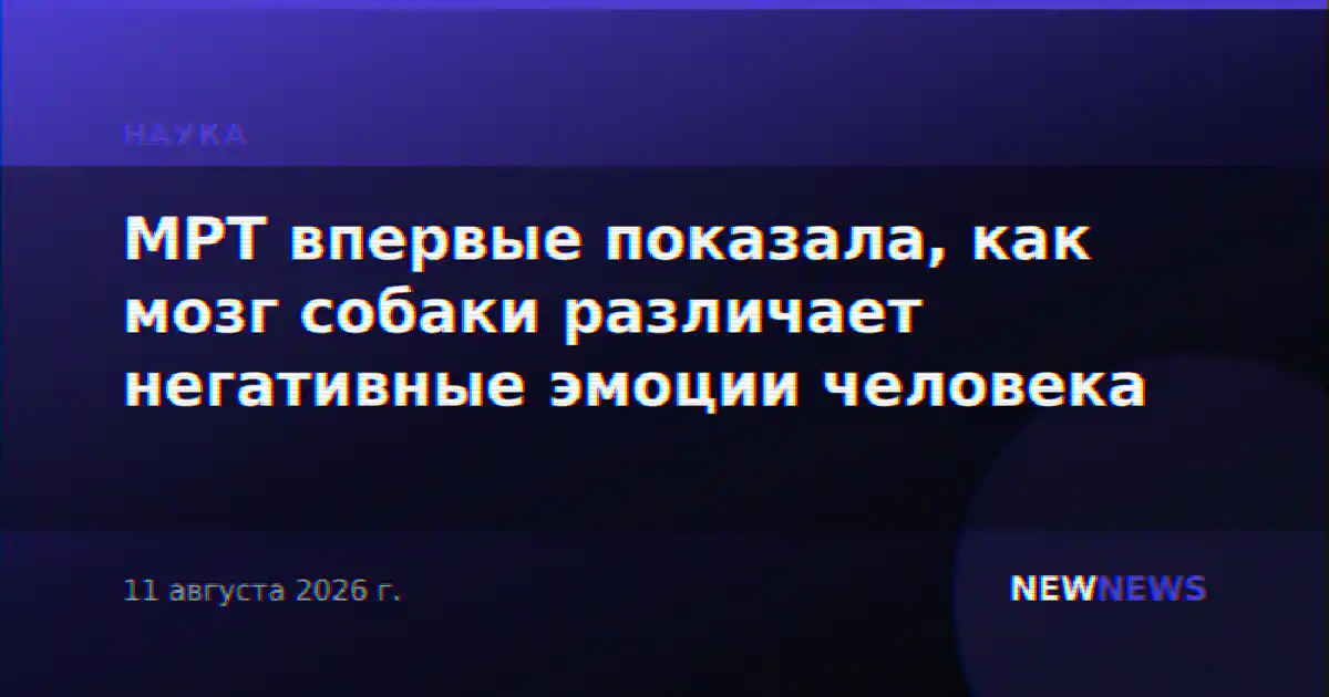 МРТ впервые показала, как мозг собаки различает негативные эмоции человека