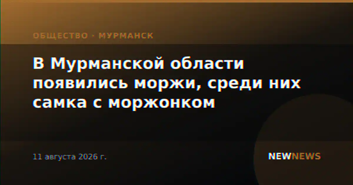 В Мурманской области появились моржи, среди них самка с моржонком