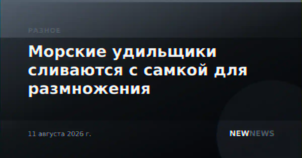 Морские удильщики сливаются с самкой для размножения