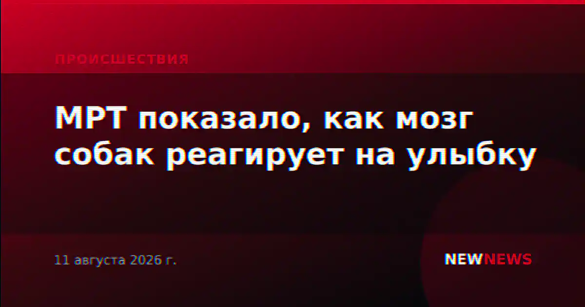 МРТ показало, как мозг собак реагирует на улыбку