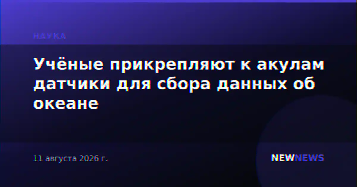 Учёные прикрепляют к акулам датчики для сбора данных об океане