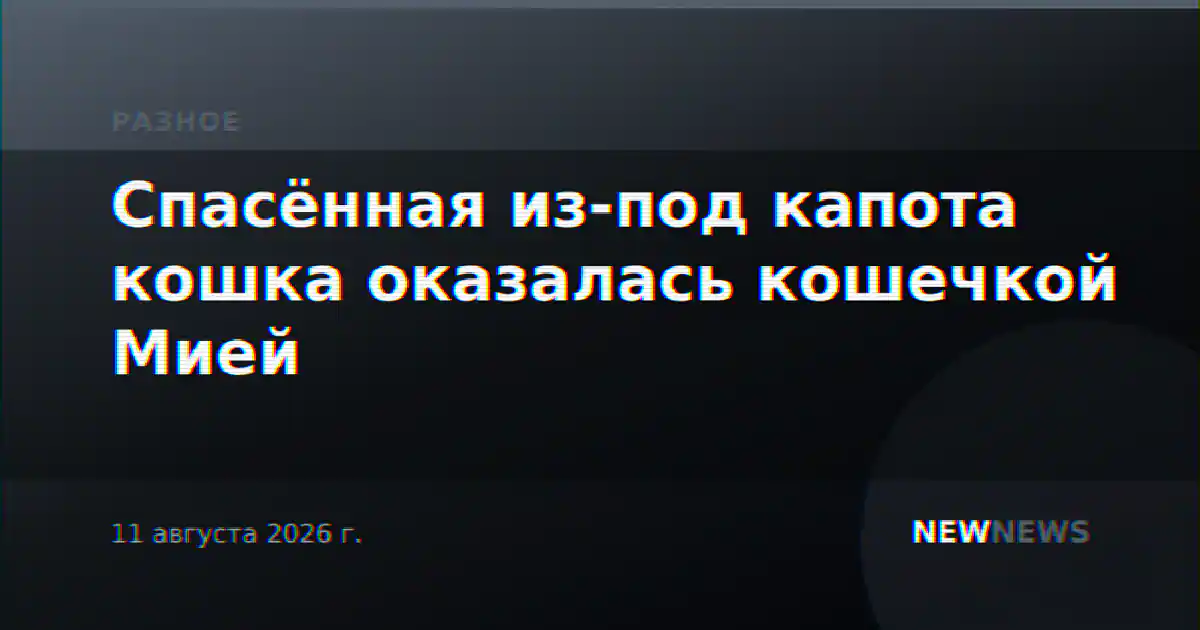 Спасённая из-под капота кошка оказалась кошечкой Мией