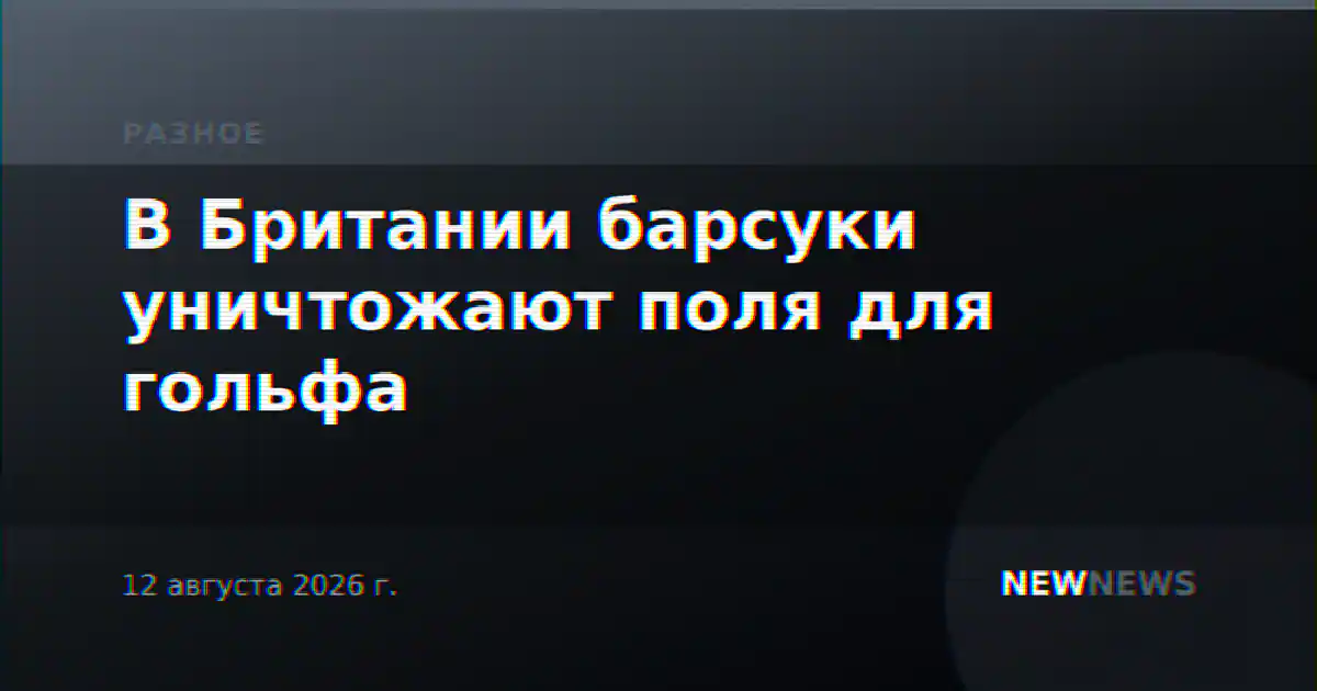 В Британии барсуки уничтожают поля для гольфа